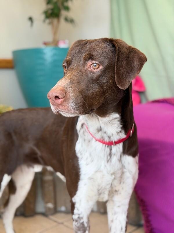 Jay, a Adoptable mixed breed in Fruit Heights, UT image 4/6