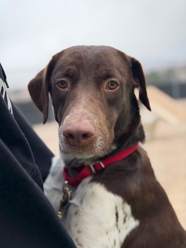 Jay, a Adoptable mixed breed in Fruit Heights, UT image 5/6