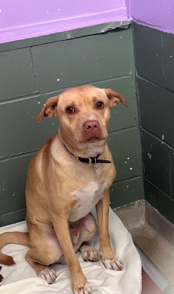 Enlarge Trout, a Adoptable mixed breed in New Manchester, WV image 1/6