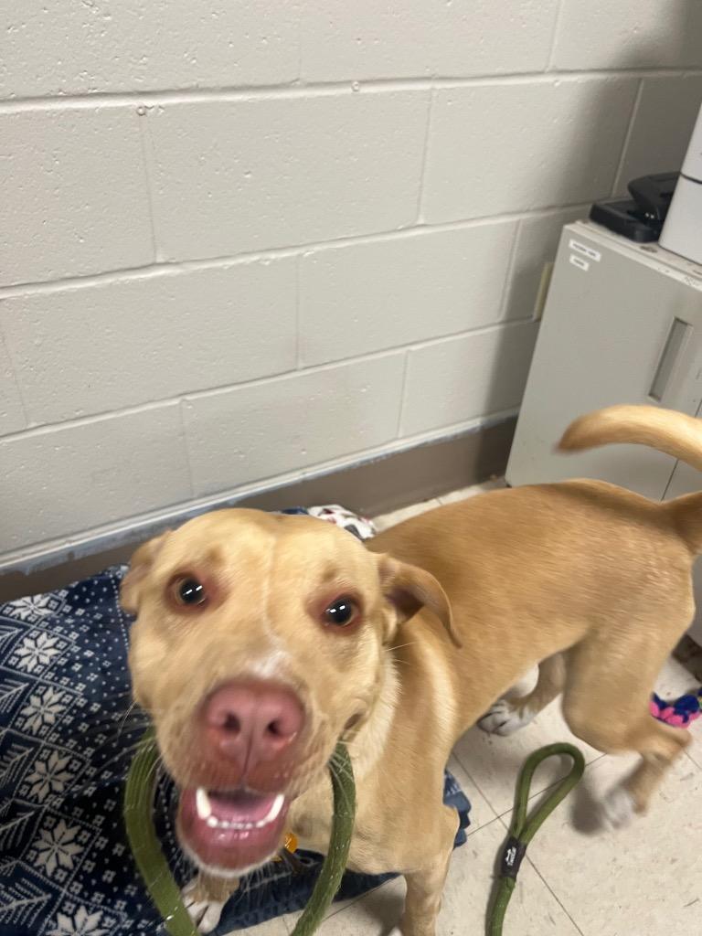 Enlarge Trout, a Adoptable mixed breed in New Manchester, WV image 3/6