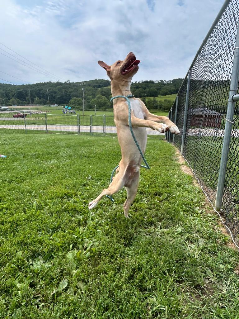 Enlarge Trout, a Adoptable mixed breed in New Manchester, WV image 5/6