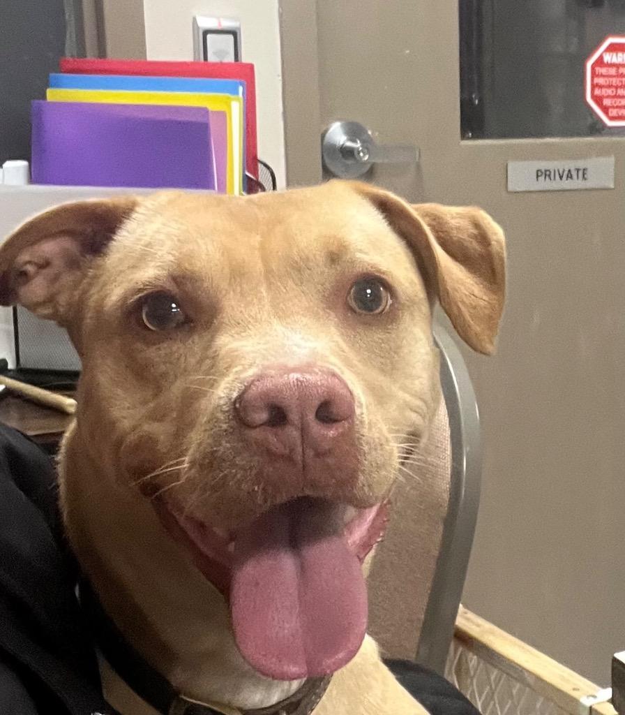 Enlarge Trout, a Adoptable mixed breed in New Manchester, WV image 6/6