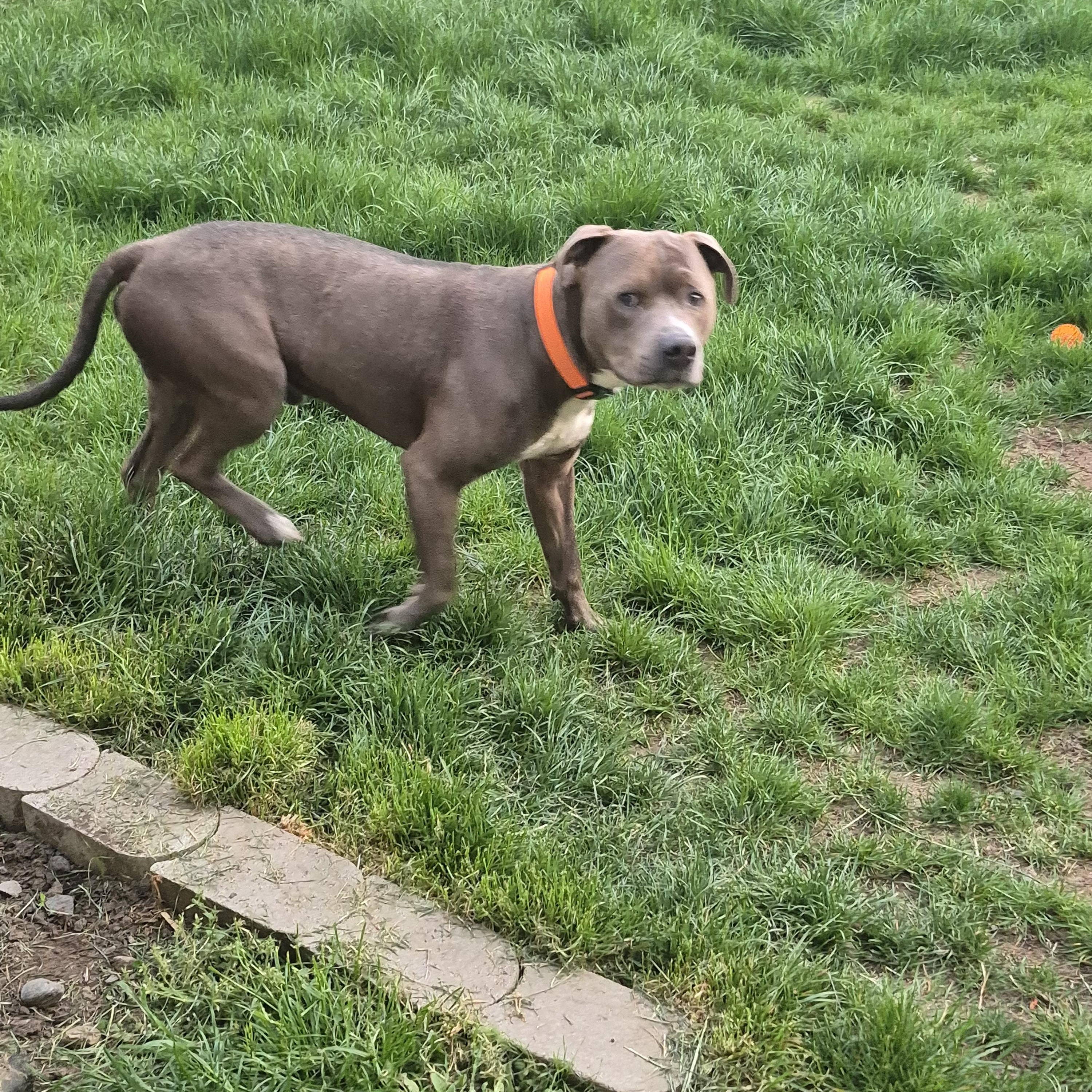 Loni, ADOPTABLE, Adult Male Pit Bull Terrier.