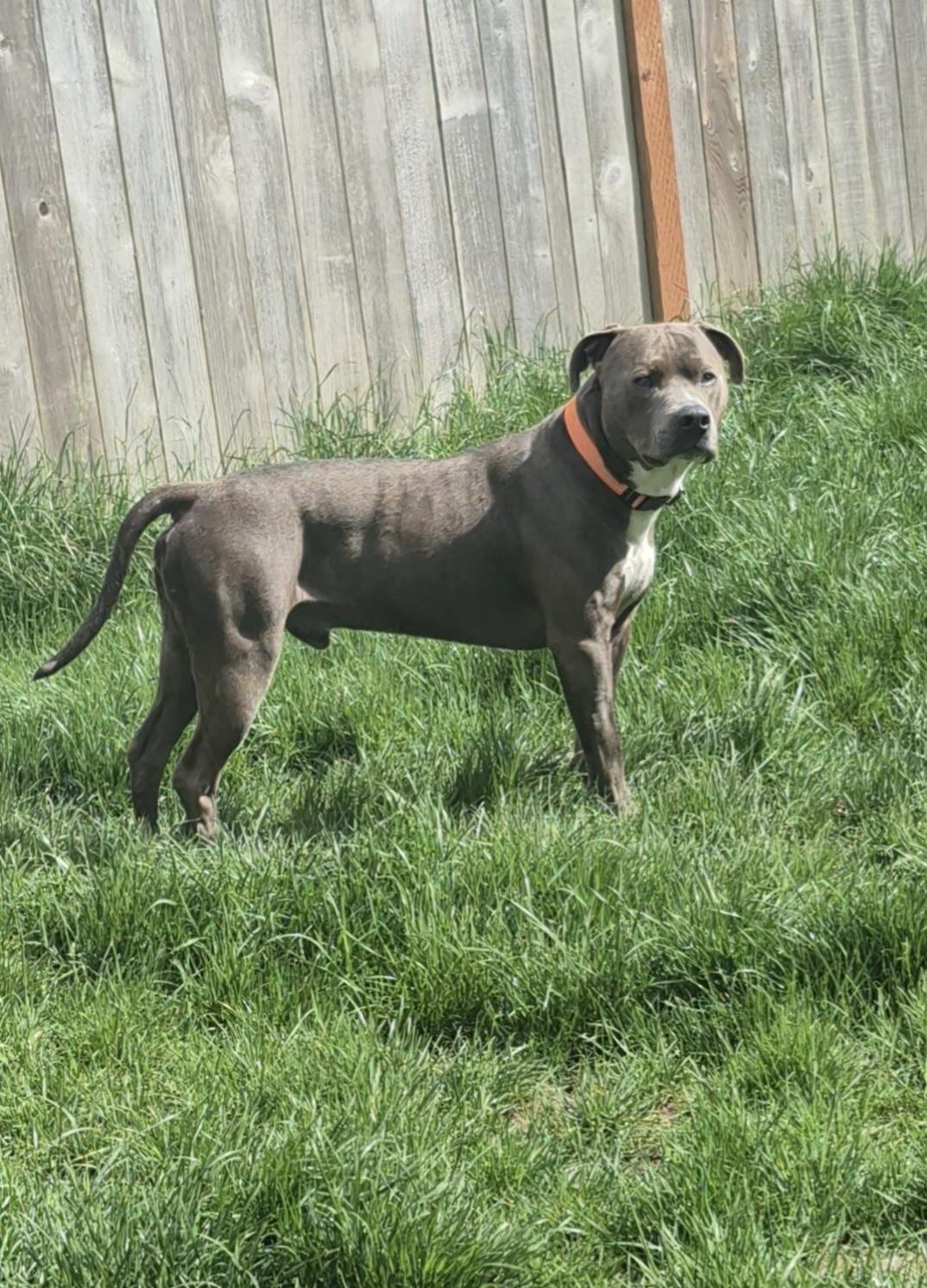 Loni, a ADOPTABLE Pit Bull Terrier in Olympia, WA image 2/2