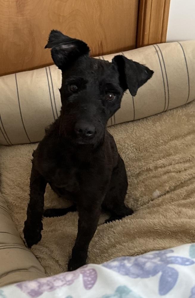 Ravioli, Adoptable, Adult Male Poodle.