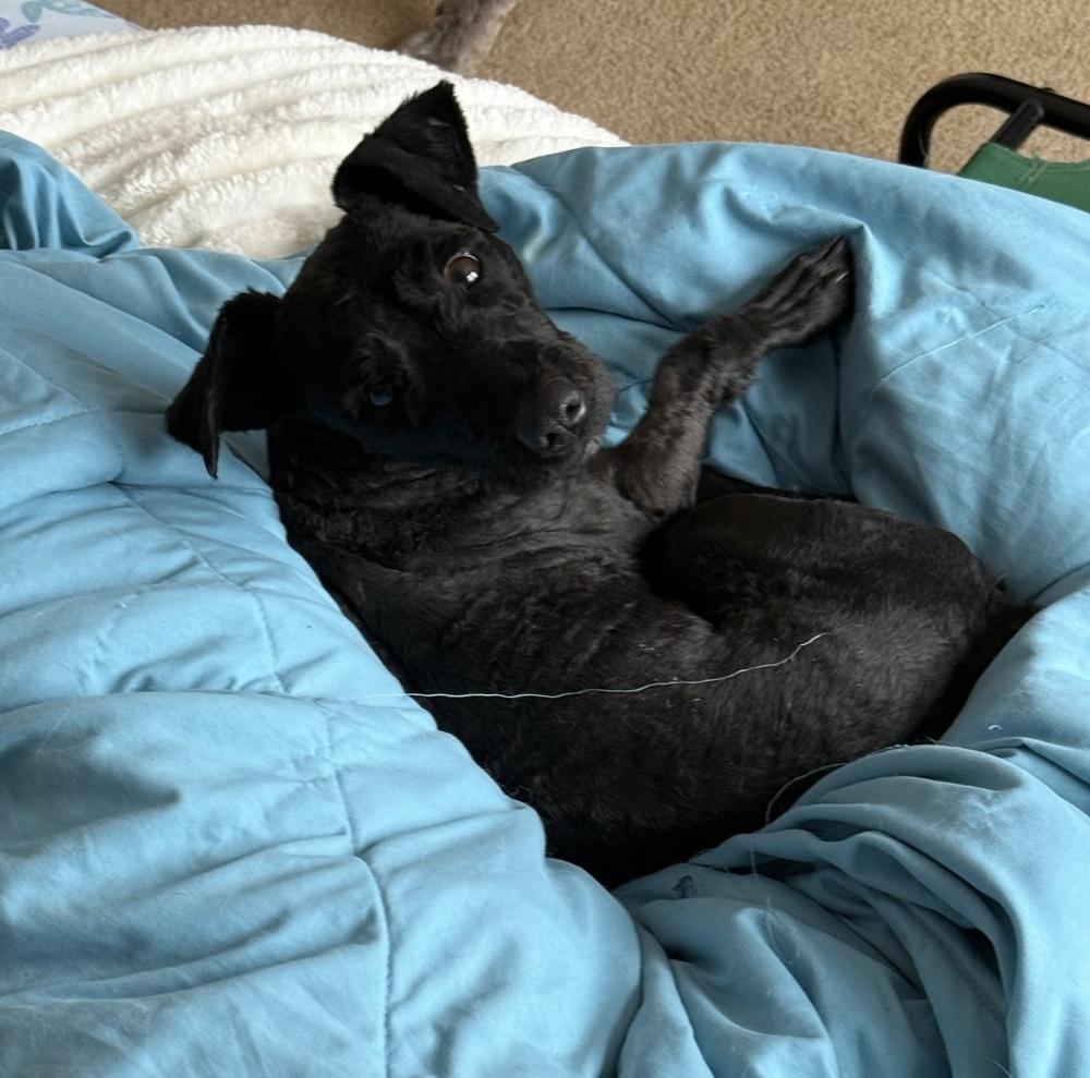 Enlarge Ravioli, a Adoptable mixed breed in Cheektowaga, NY image 2/2