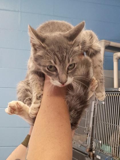 Enlarge Scar, a Adoptable mixed breed in Moultrie, GA image 1/1