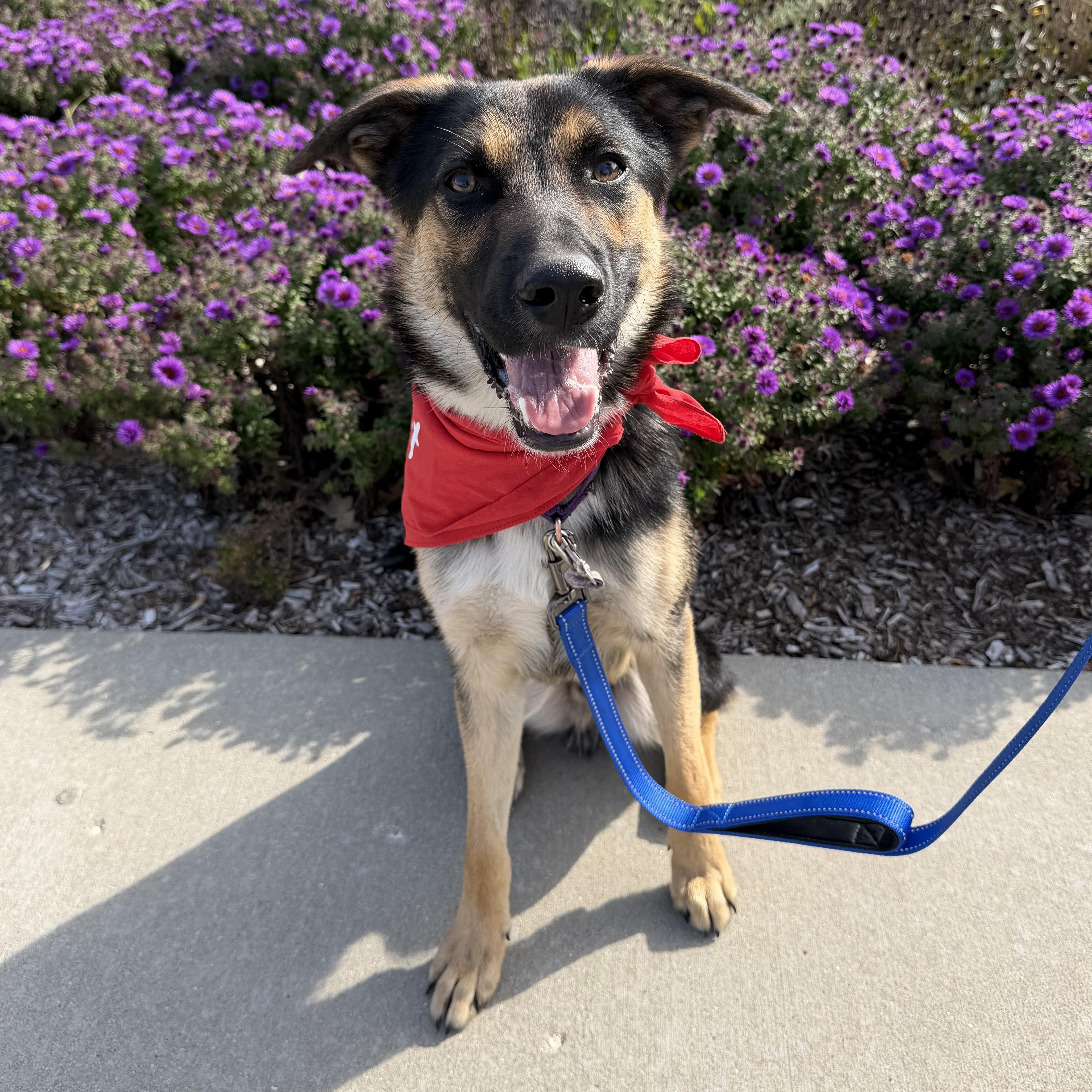 Enlarge Boy, a Adoptable mixed breed in Libertyville, IL image 2/6