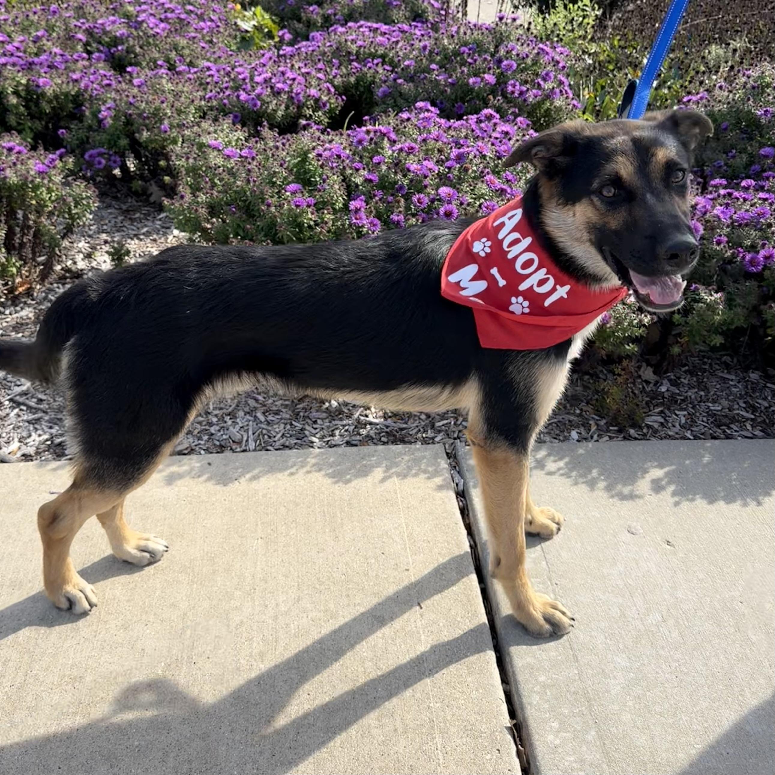 Enlarge Boy, a Adoptable mixed breed in Libertyville, IL image 3/6