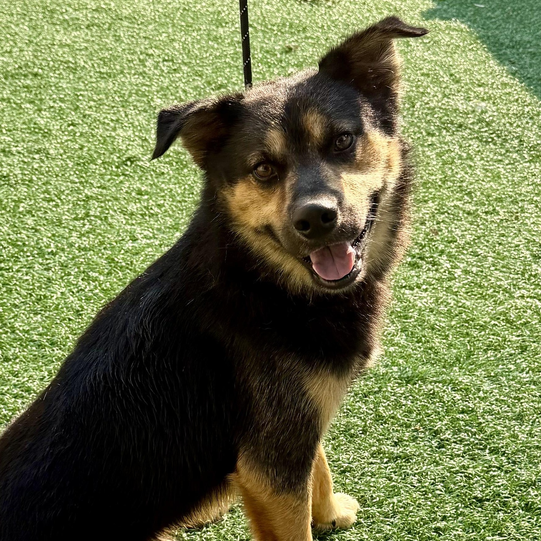 Enlarge Boy, a Adoptable mixed breed in Libertyville, IL image 4/6