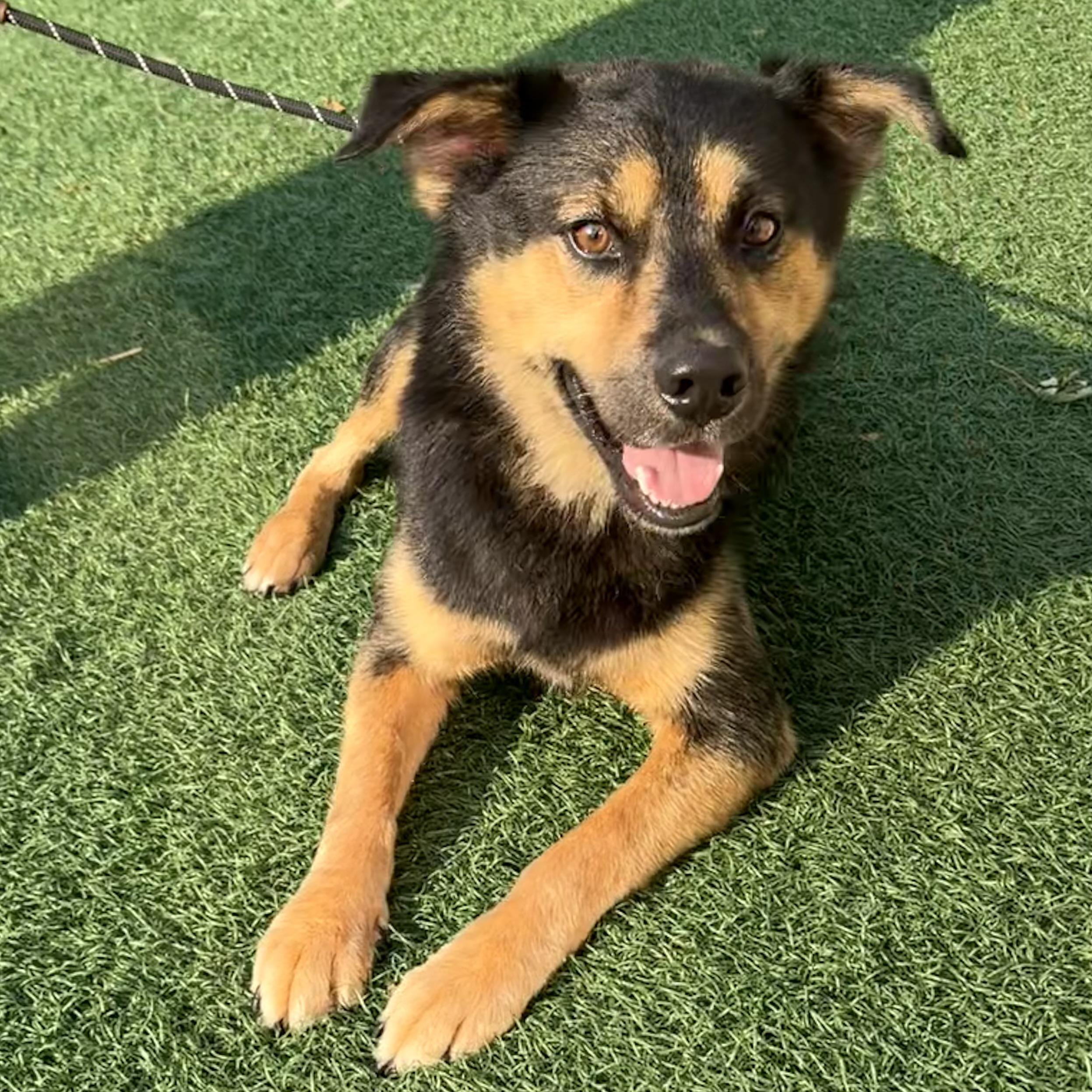 Enlarge Boy, a Adoptable mixed breed in Libertyville, IL image 5/6