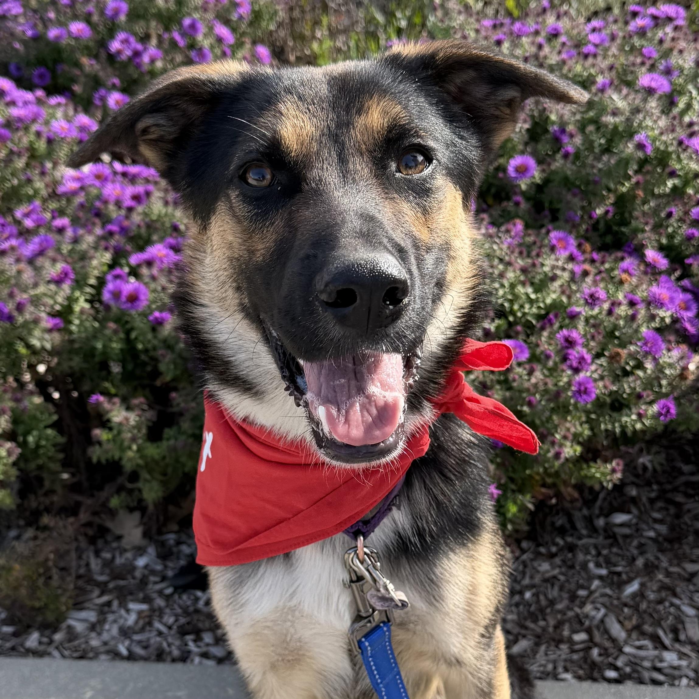 Boy, Adoptable, Adult Male German Shepherd Dog.