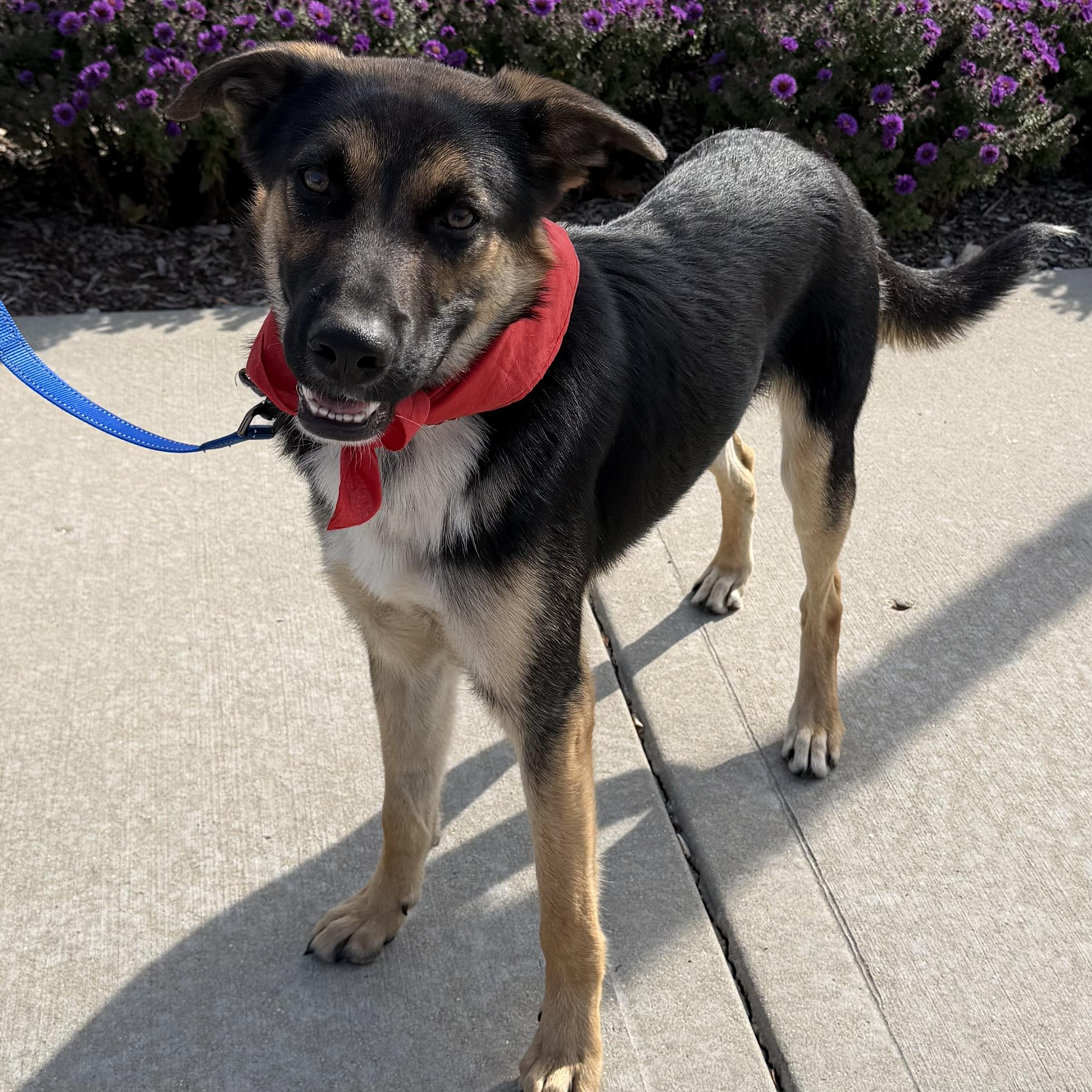 Enlarge Boy, a Adoptable mixed breed in Libertyville, IL image 6/6