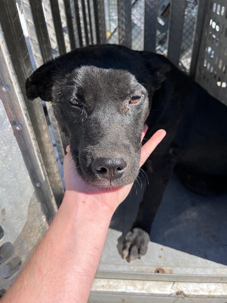 Constantine, Adoptable, Young Male Terrier.