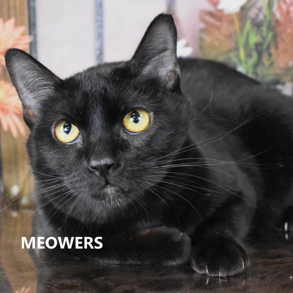 Meowers, Adoptable, Adult Female Domestic Short Hair.