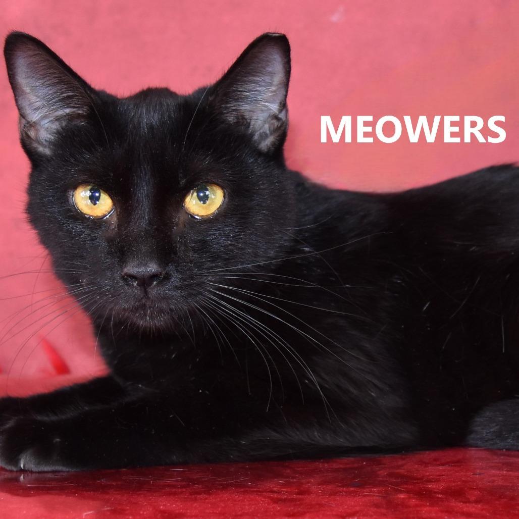 Enlarge Meowers, a Adoptable Domestic Short Hair in Yuma, AZ image 1/1