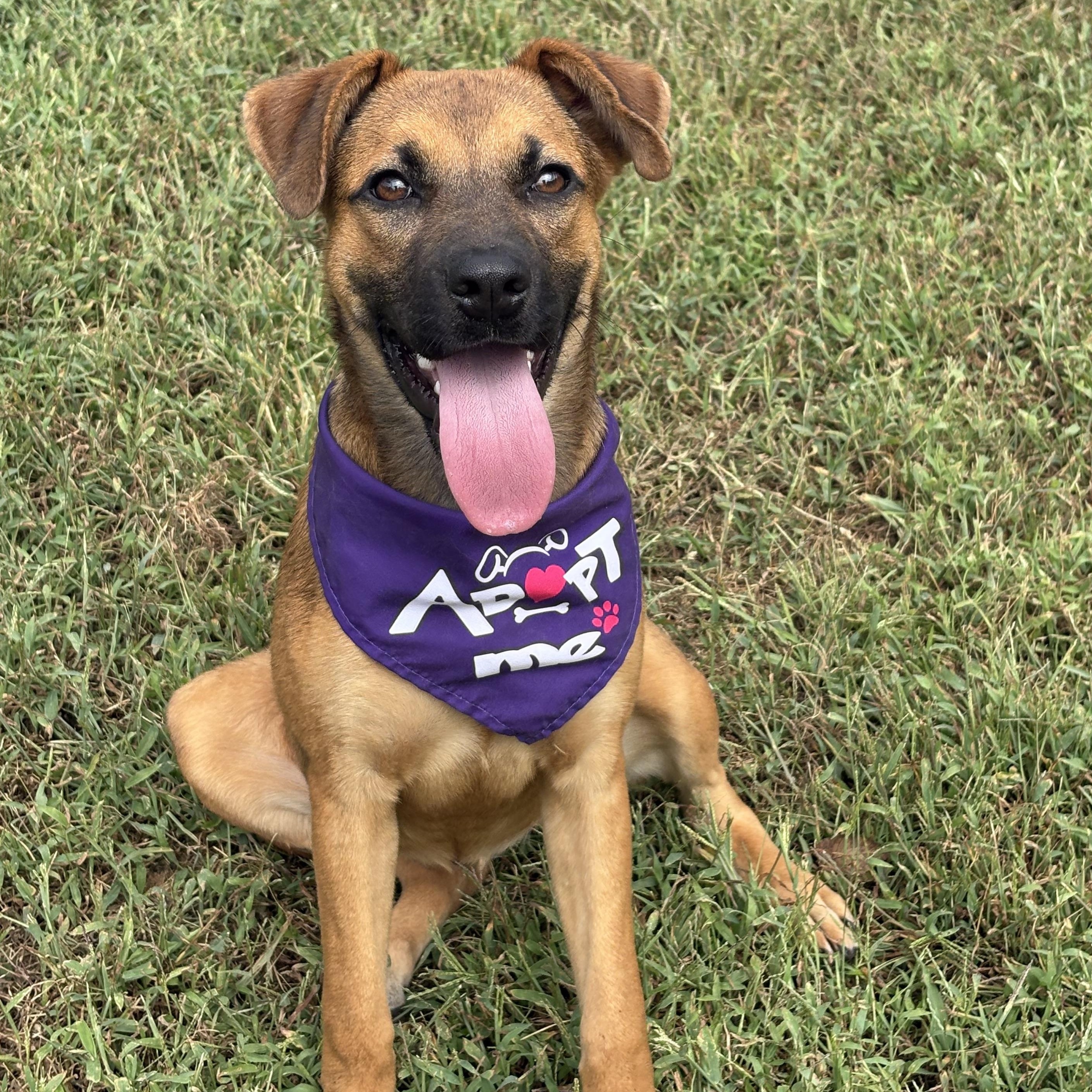 Enlarge Gillian, a Adoptable mixed breed in Bardstown, KY image 4/6