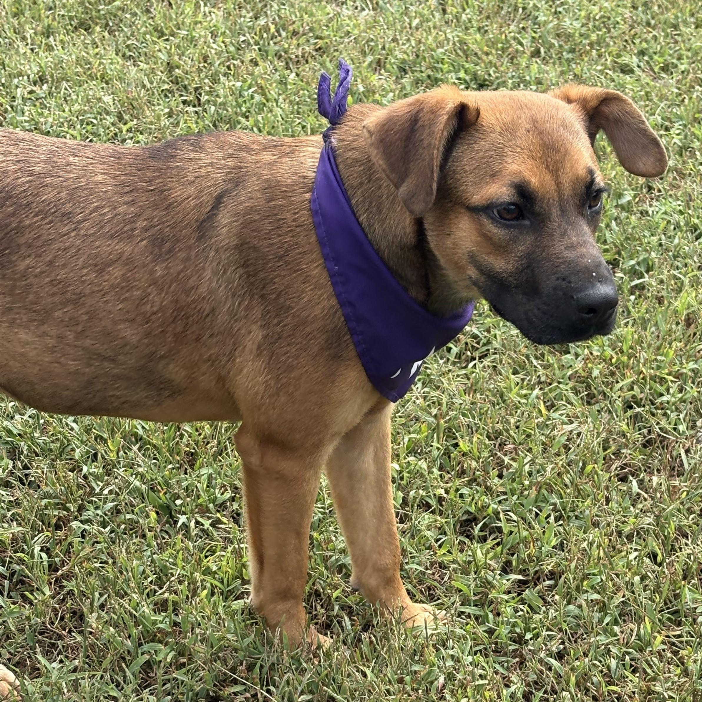 Enlarge Gillian, a Adoptable mixed breed in Bardstown, KY image 6/6
