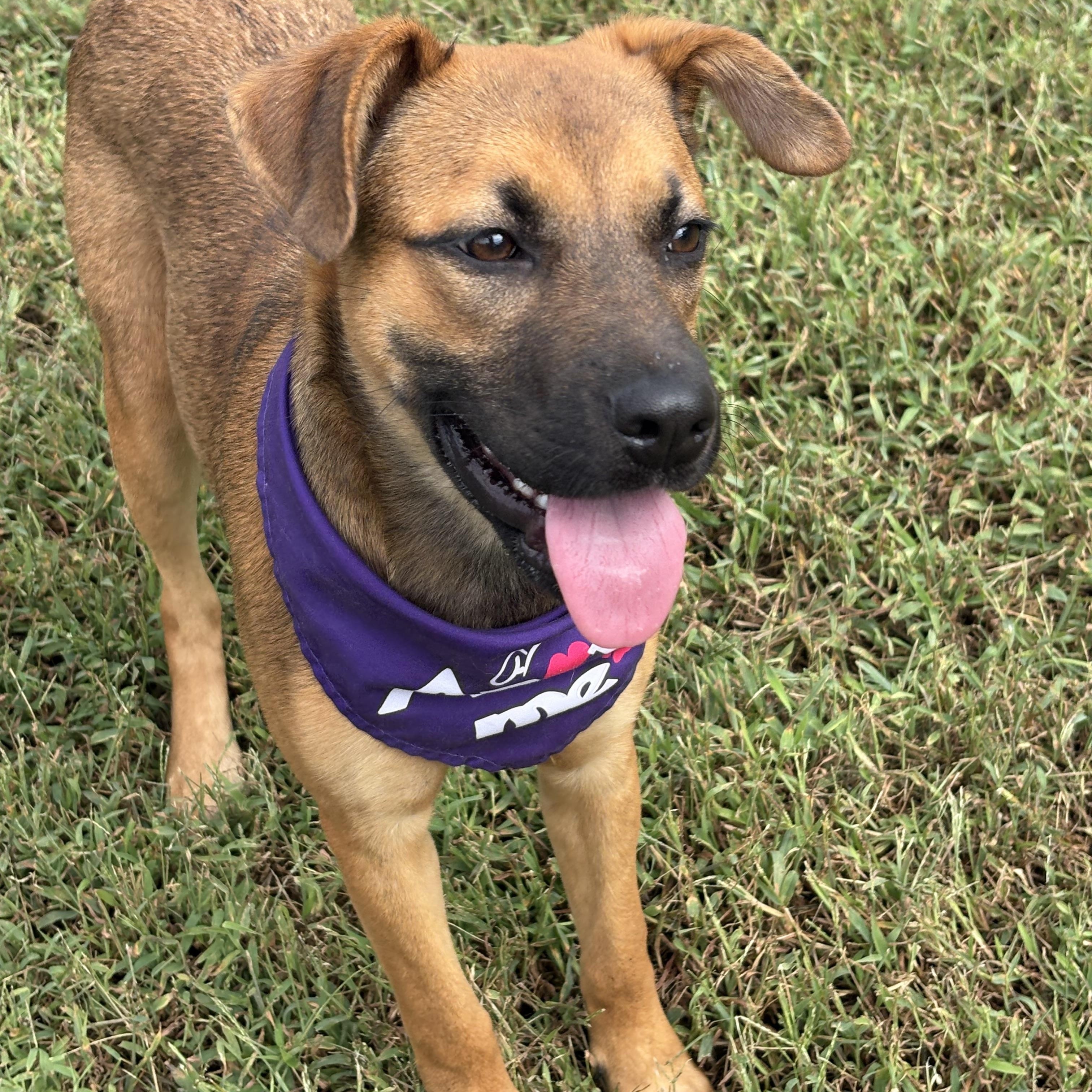Enlarge Gillian, a Adoptable mixed breed in Bardstown, KY image 2/6
