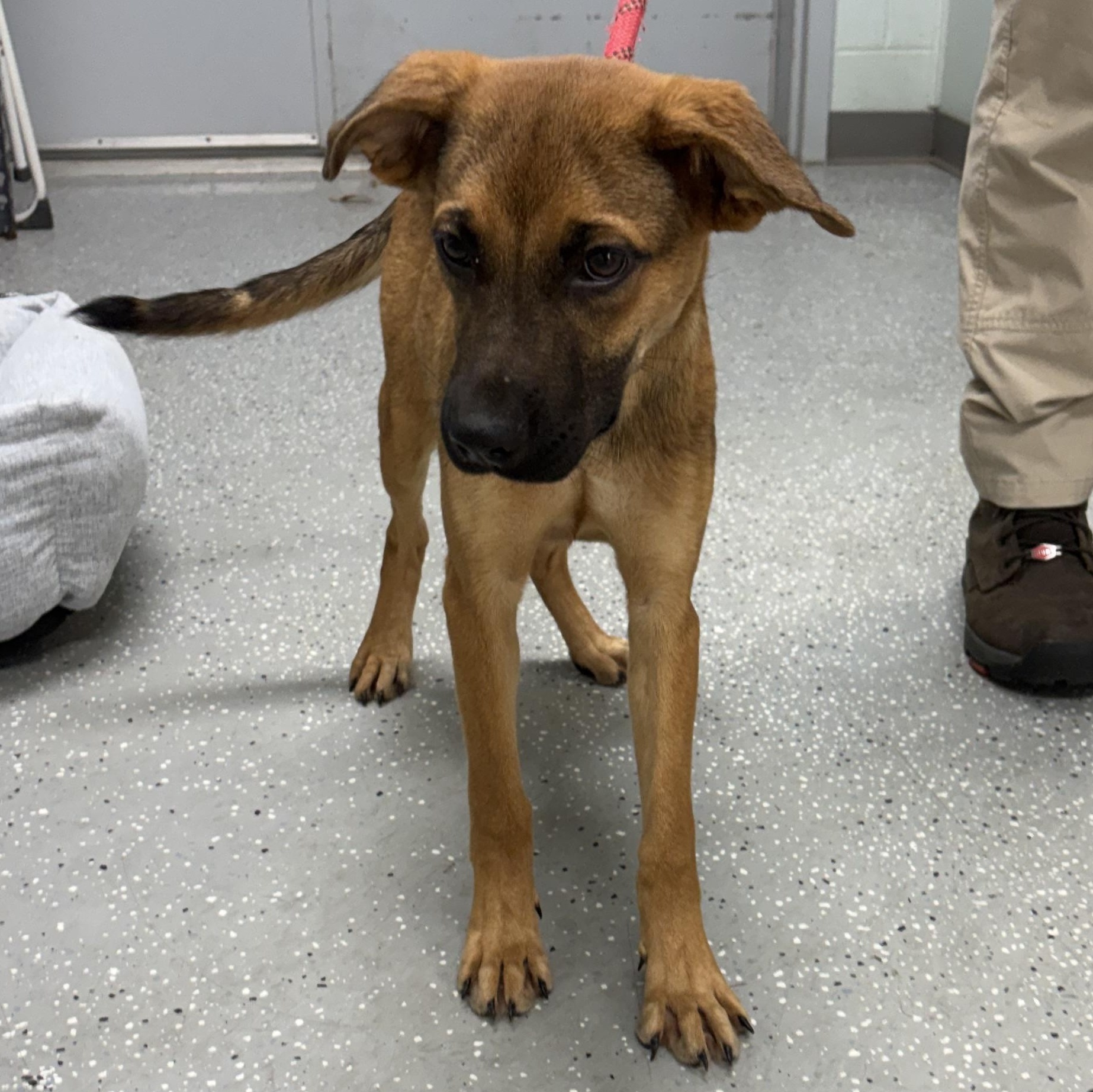 Enlarge Gillian, a Adoptable mixed breed in Bardstown, KY image 3/6