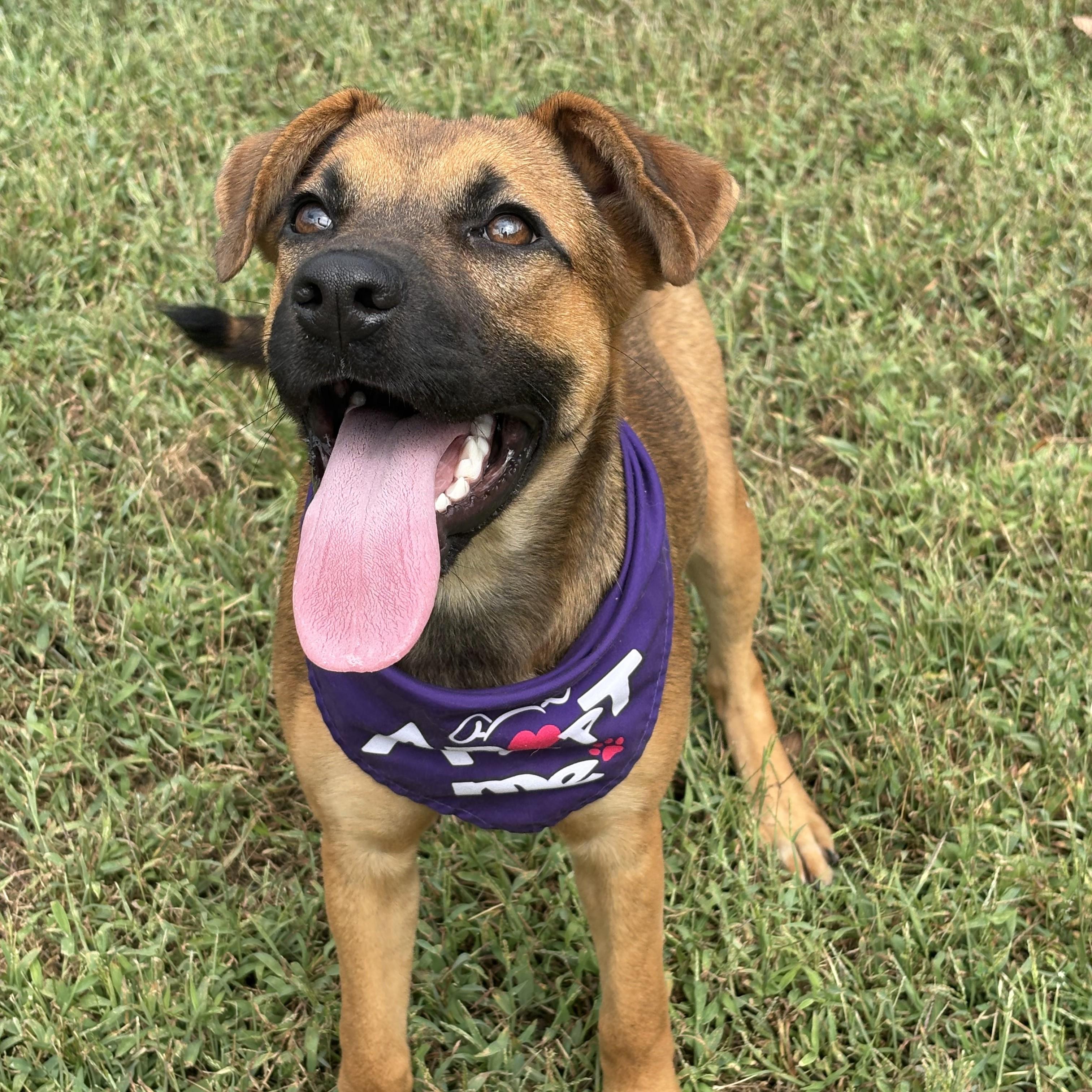 Enlarge Gillian, a Adoptable mixed breed in Bardstown, KY image 1/6
