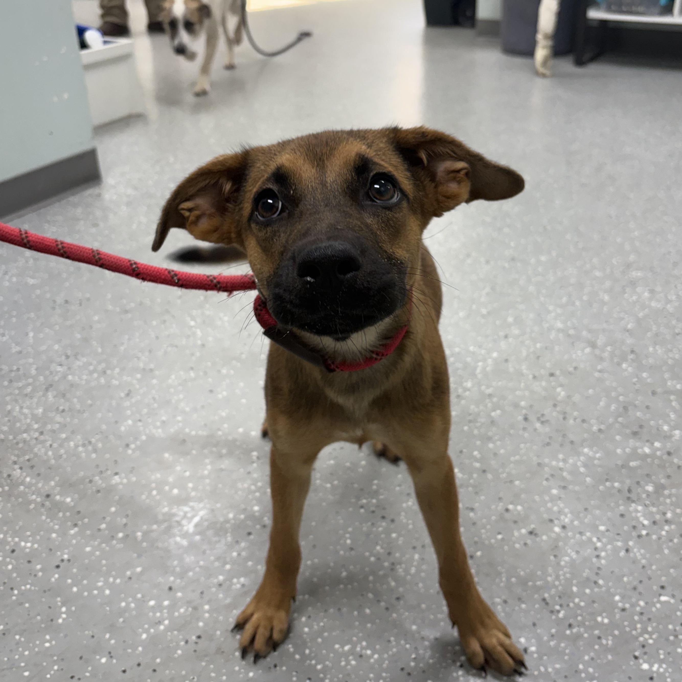 Enlarge Gillian, a Adoptable mixed breed in Bardstown, KY image 5/6