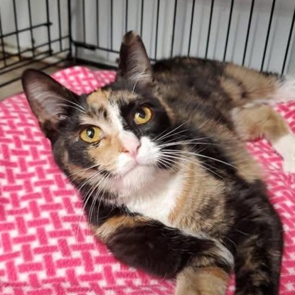 Enlarge Pickles, a ADOPTABLE Domestic Short Hair in Marseilles, IL image 1/1
