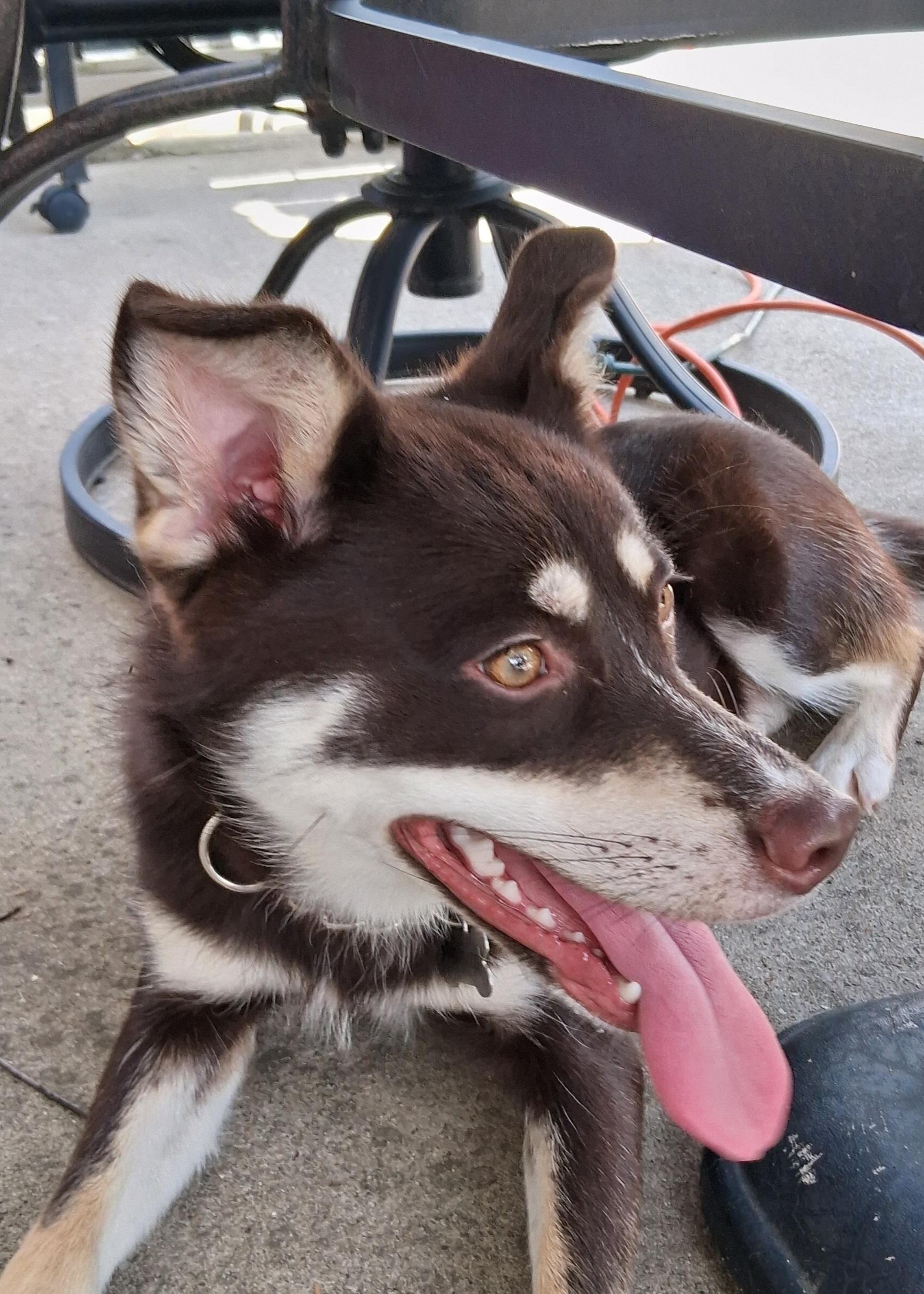 Suki, a ADOPTABLE mixed breed in Elmhurst, IL image 3/4