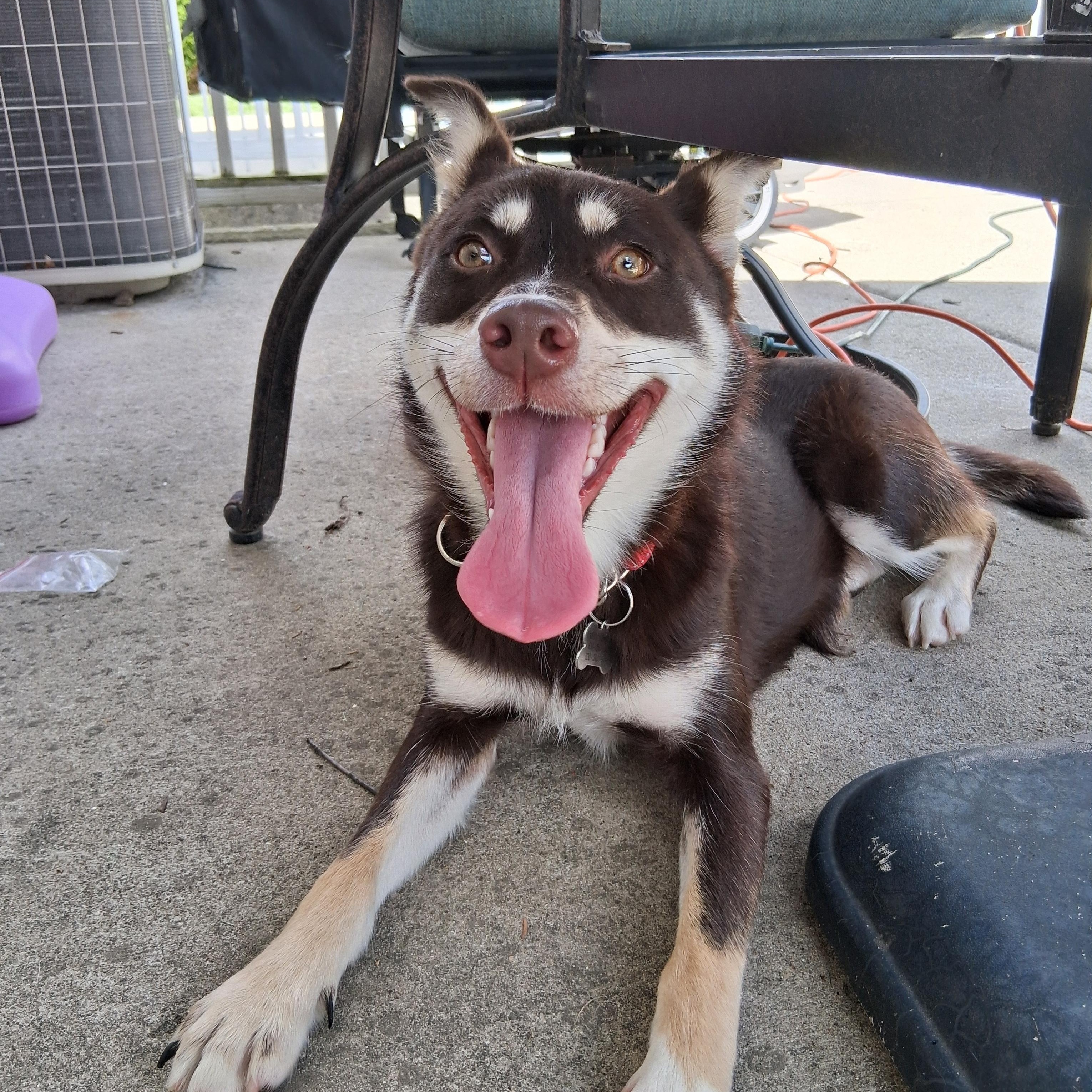 Suki, a ADOPTABLE mixed breed in Elmhurst, IL image 4/4