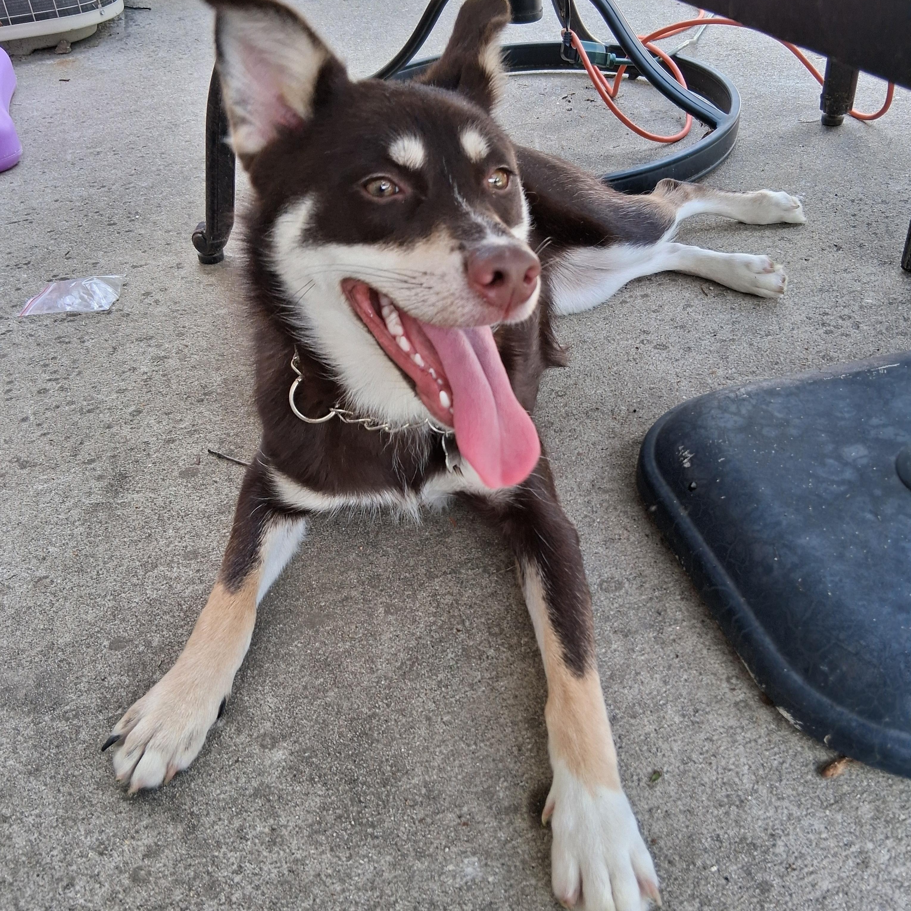 Suki, a ADOPTABLE mixed breed in Elmhurst, IL image 2/4