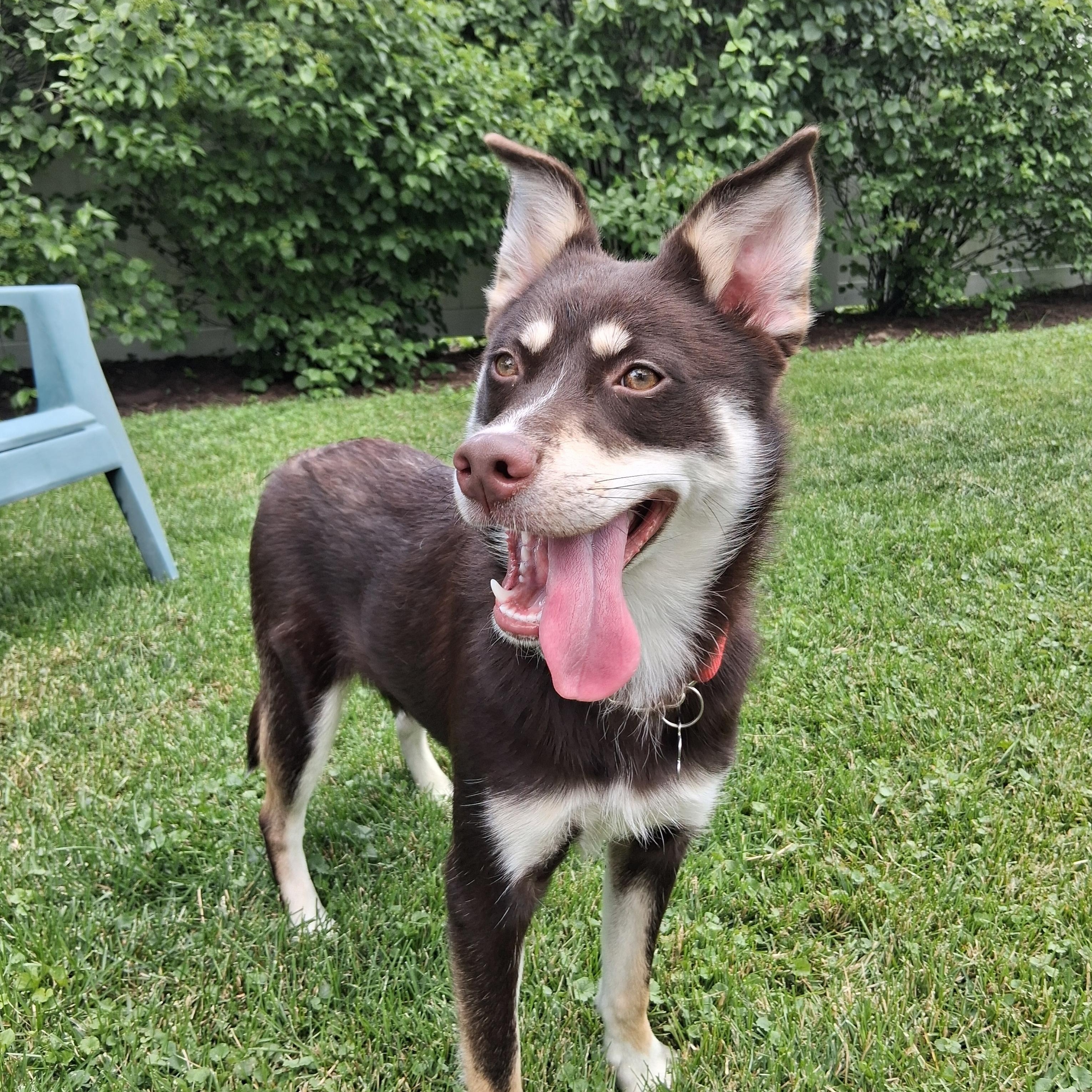 Suki, a ADOPTABLE mixed breed in Elmhurst, IL image 1/4