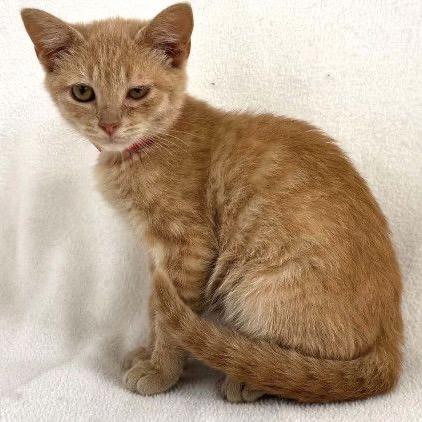 Nala, Adoptable, Kitten Female Domestic Short Hair.