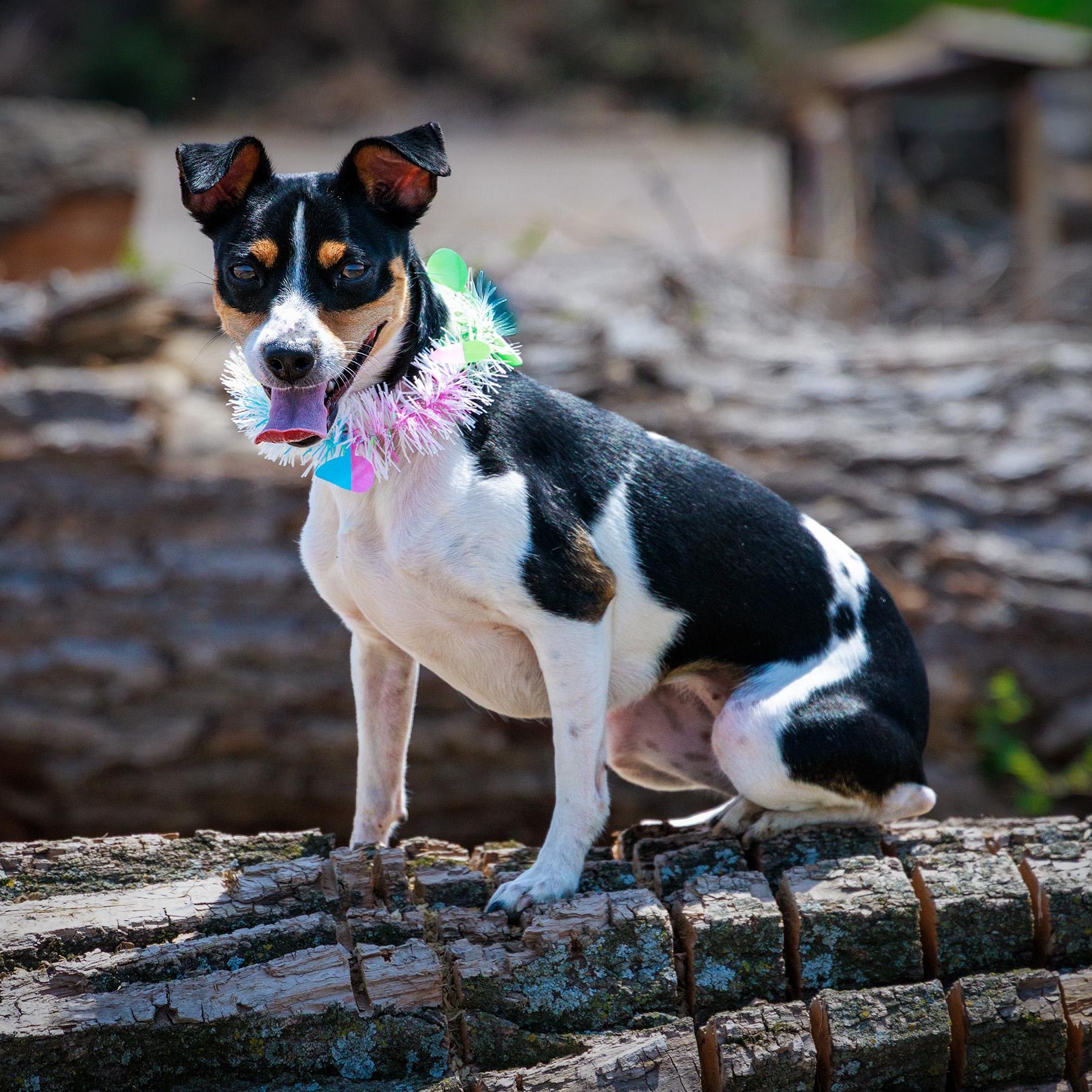 Millie, an adopted Rat Terrier in Clarinda, IA image 4/4