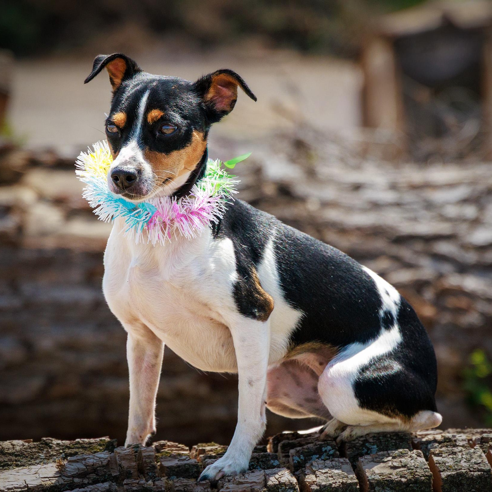 Millie, an adopted Rat Terrier in Clarinda, IA image 2/4