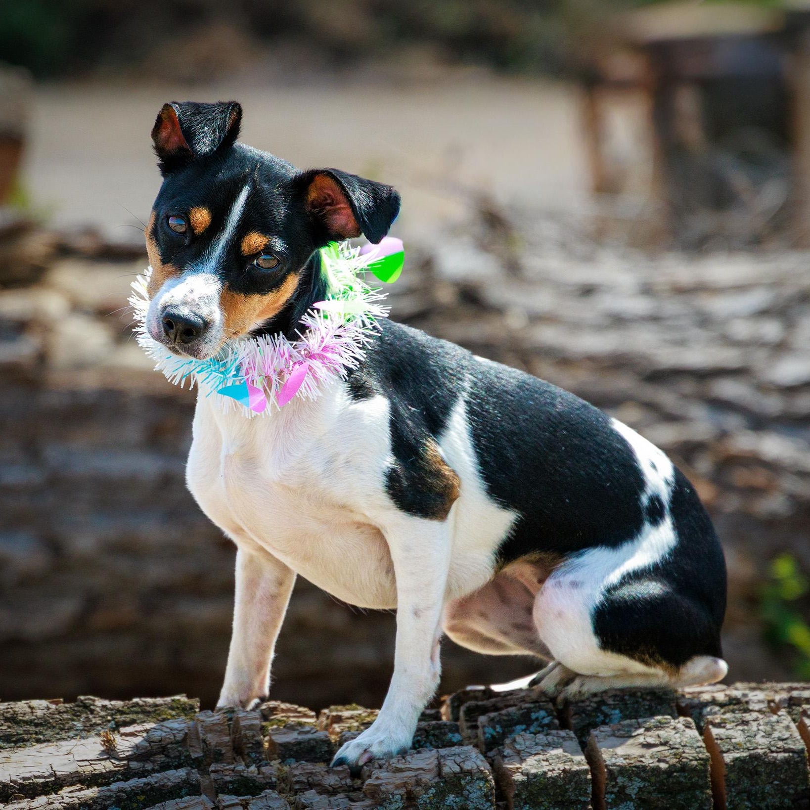Millie, adopted, Young Female Rat Terrier.