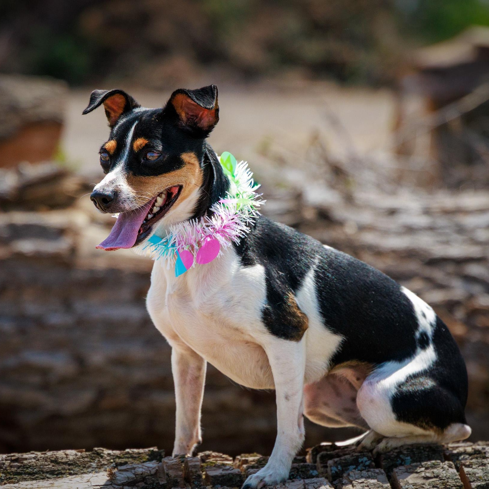 Millie, an adopted Rat Terrier in Clarinda, IA image 3/4