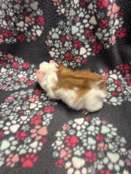 Sheldon & Leonard, Adoptable, Baby Male Guinea Pig.