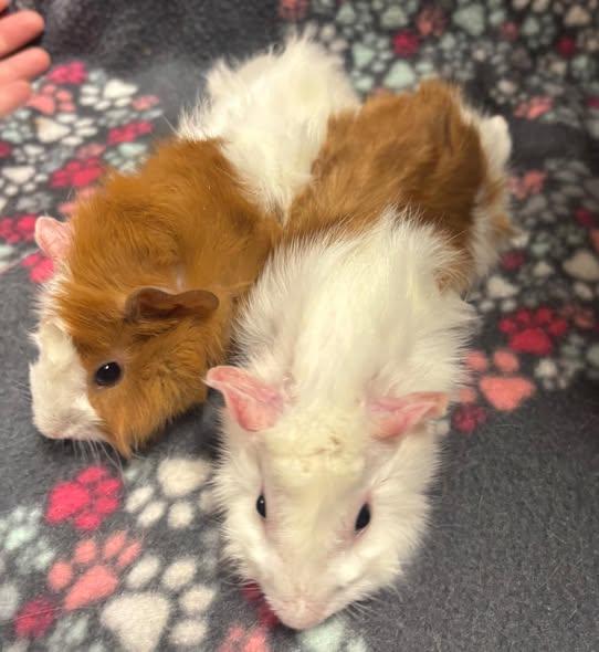 Sheldon & Leonard, a Adoptable Guinea Pig in Amherst, NY image 2/3