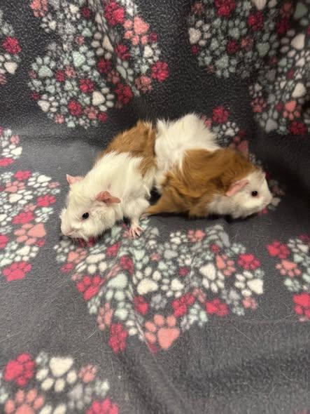 Sheldon & Leonard, a Adoptable Guinea Pig in Amherst, NY image 3/3