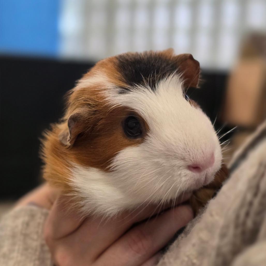Enlarge Pretzel, a Adoptable Guinea Pig in Huntsville, AL image 1/1