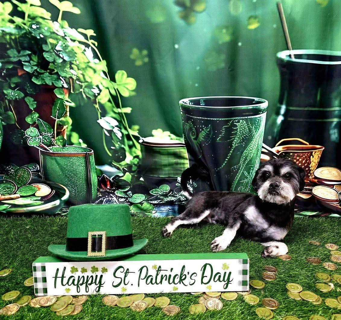 Dr. Pepper, adopted, Adult Male Shih Tzu.