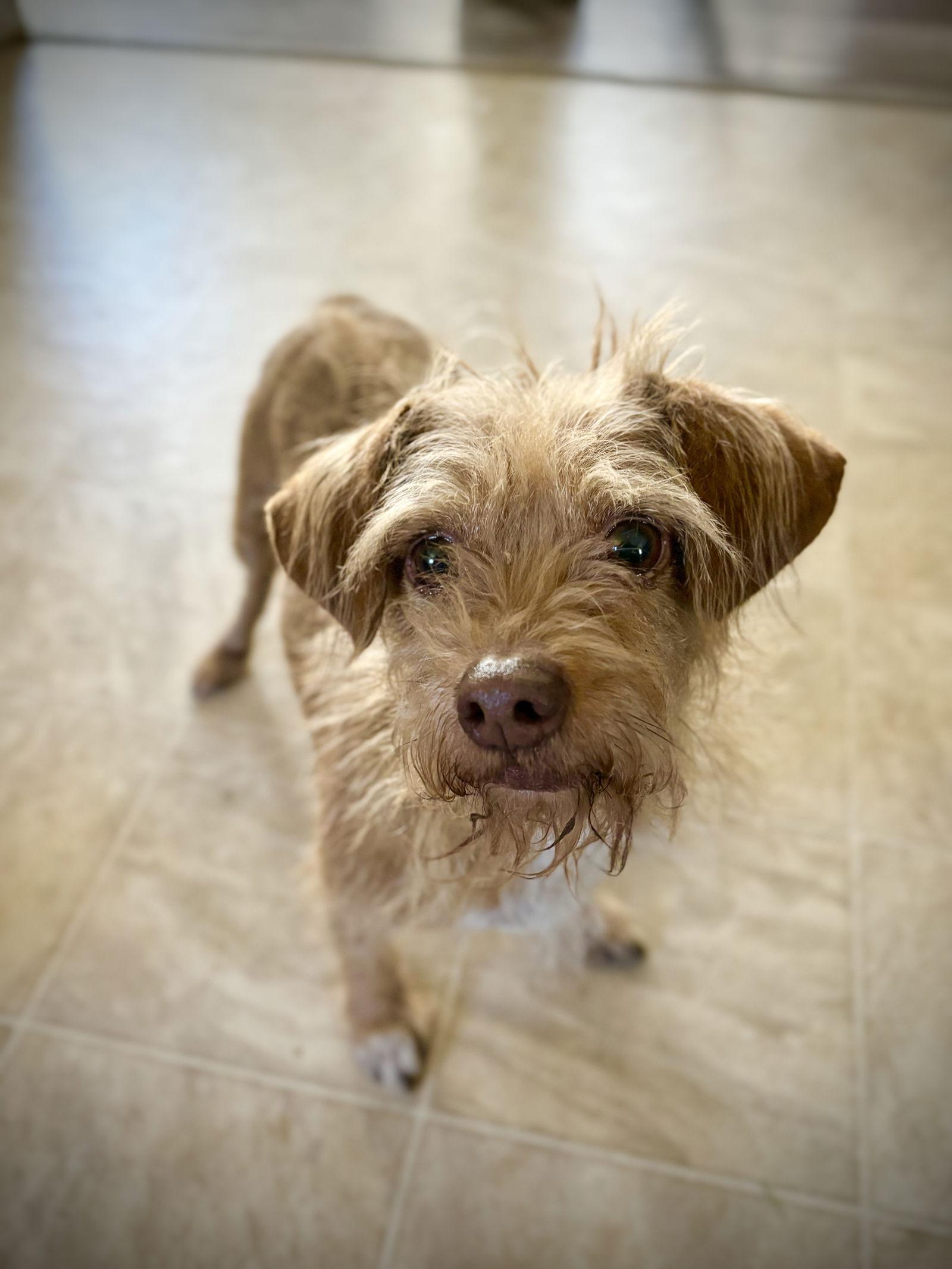 Lucy, a Adoptable Terrier in Milpitas, CA image 1/3