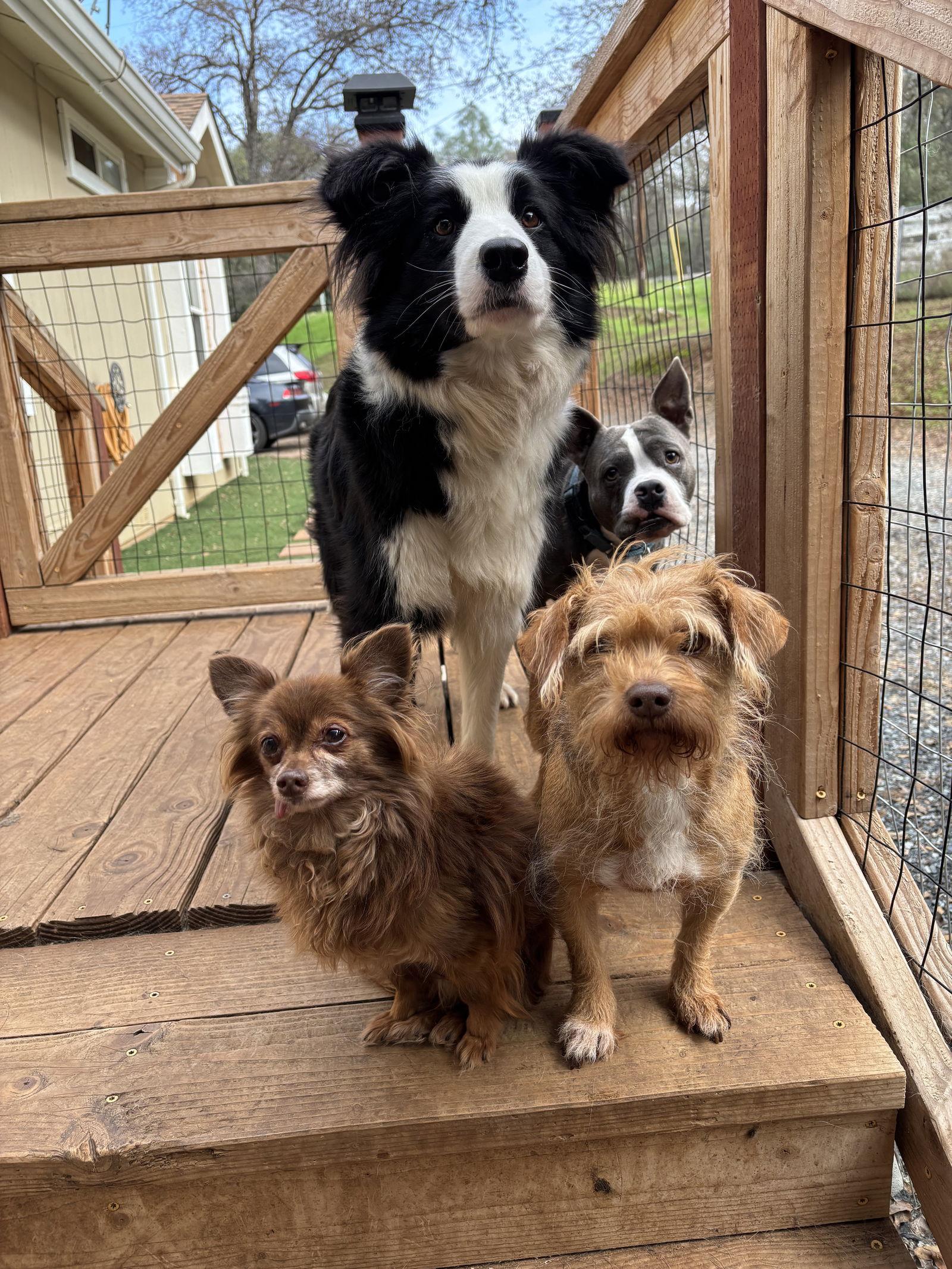 Lucy, Adoptable, Adult Female Terrier.