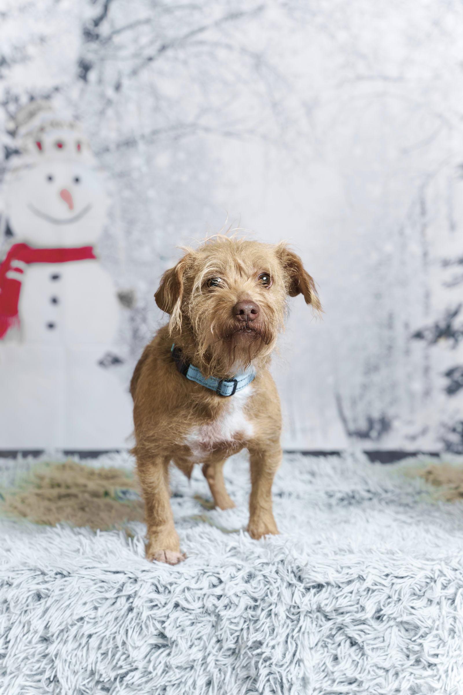 Enlarge Lucy, a Adoptable Terrier in Milpitas, CA image 2/3