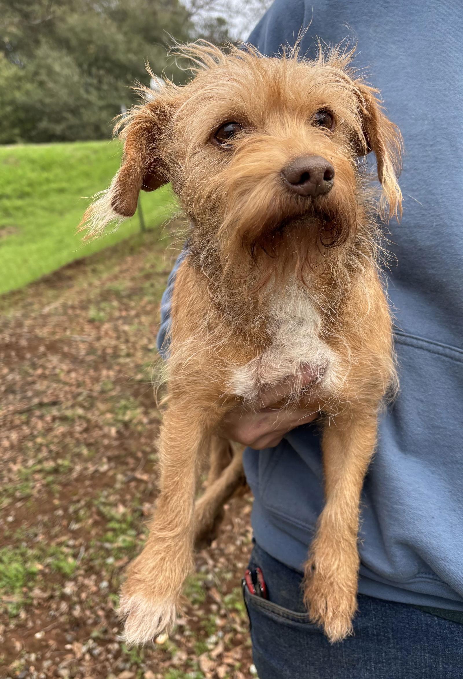 Lucy, a Adoptable Terrier in Milpitas, CA image 3/3