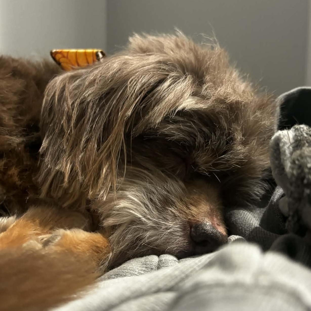 Walter, a Adoptable mixed breed image 2/5