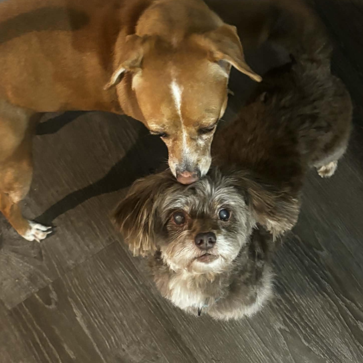 Walter, a Adoptable mixed breed image 3/5