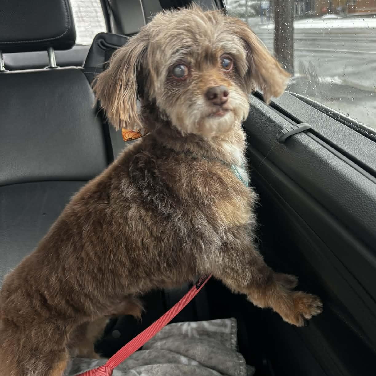 Walter, a Adoptable mixed breed image 4/5