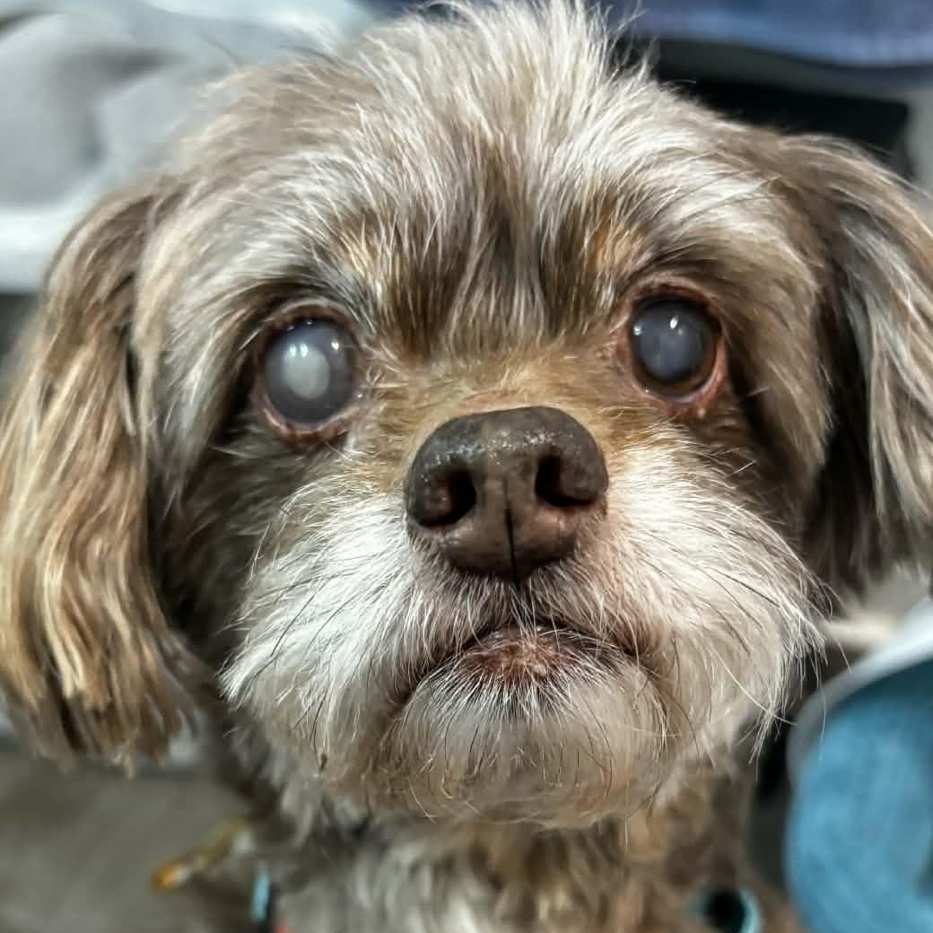 Walter, a Adoptable mixed breed image 5/5