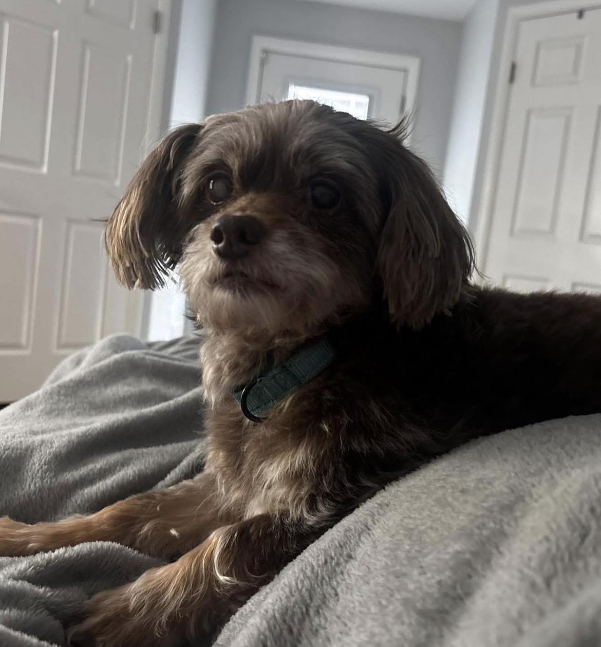 Enlarge Walter, a Adoptable mixed breed in Rochester, NY image 2/6